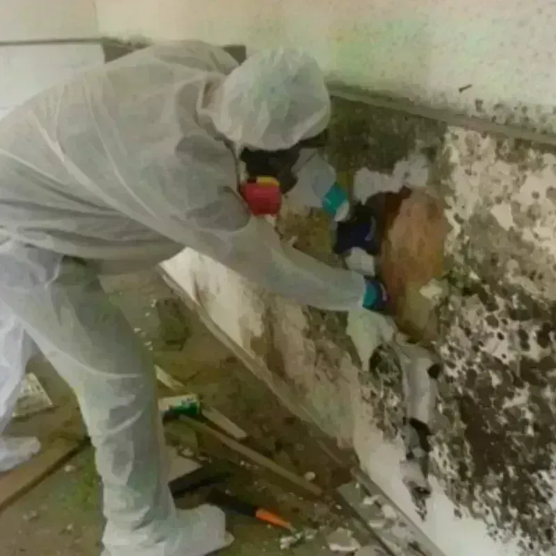 Mold Remediation and Removal in Salem County, NJ